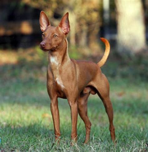 venta de podencos andaluces en madrid|Podenco Andaluz cachorros en venta 